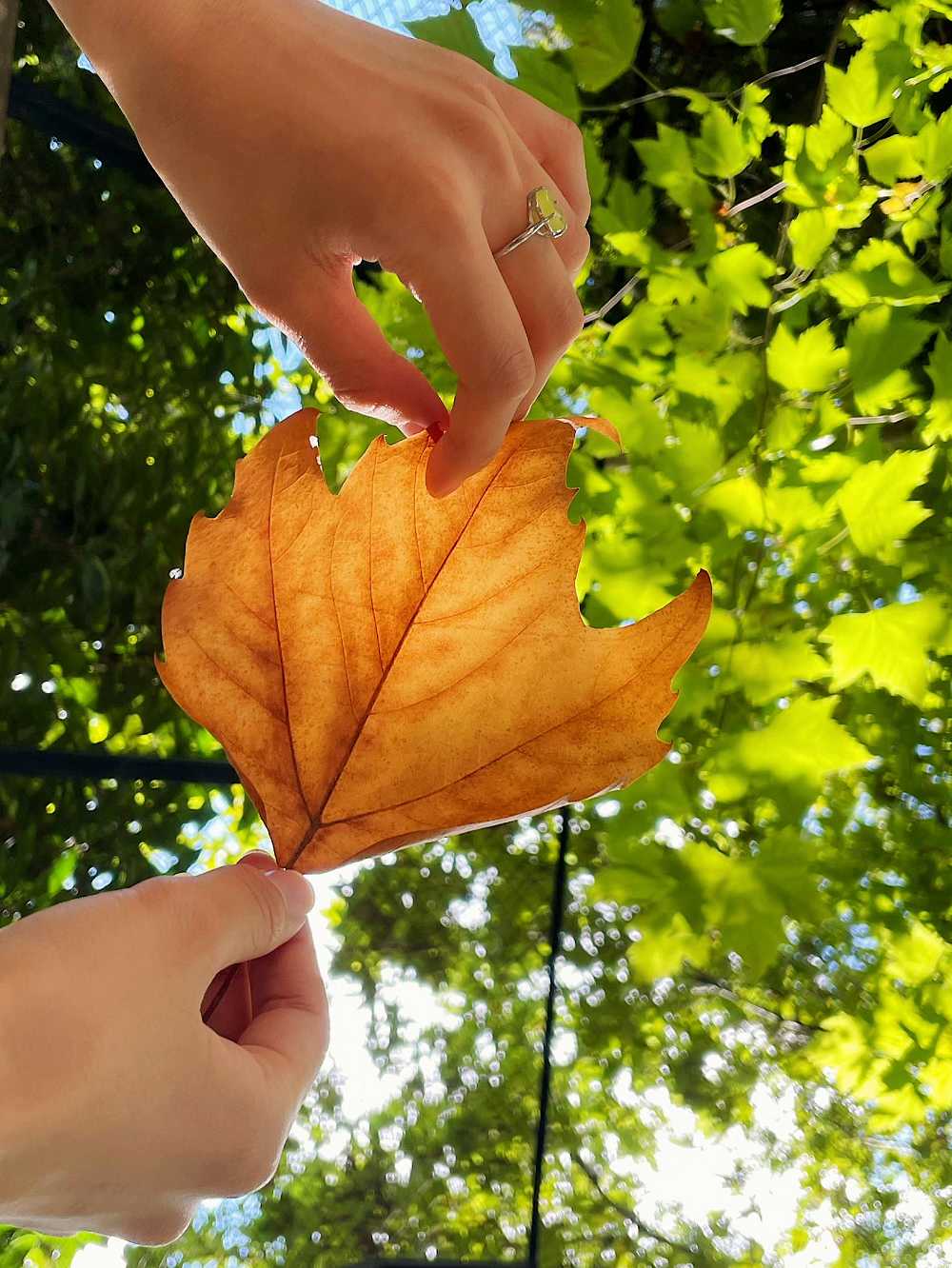 1139桑菁怡 《人间好风光》.jpg